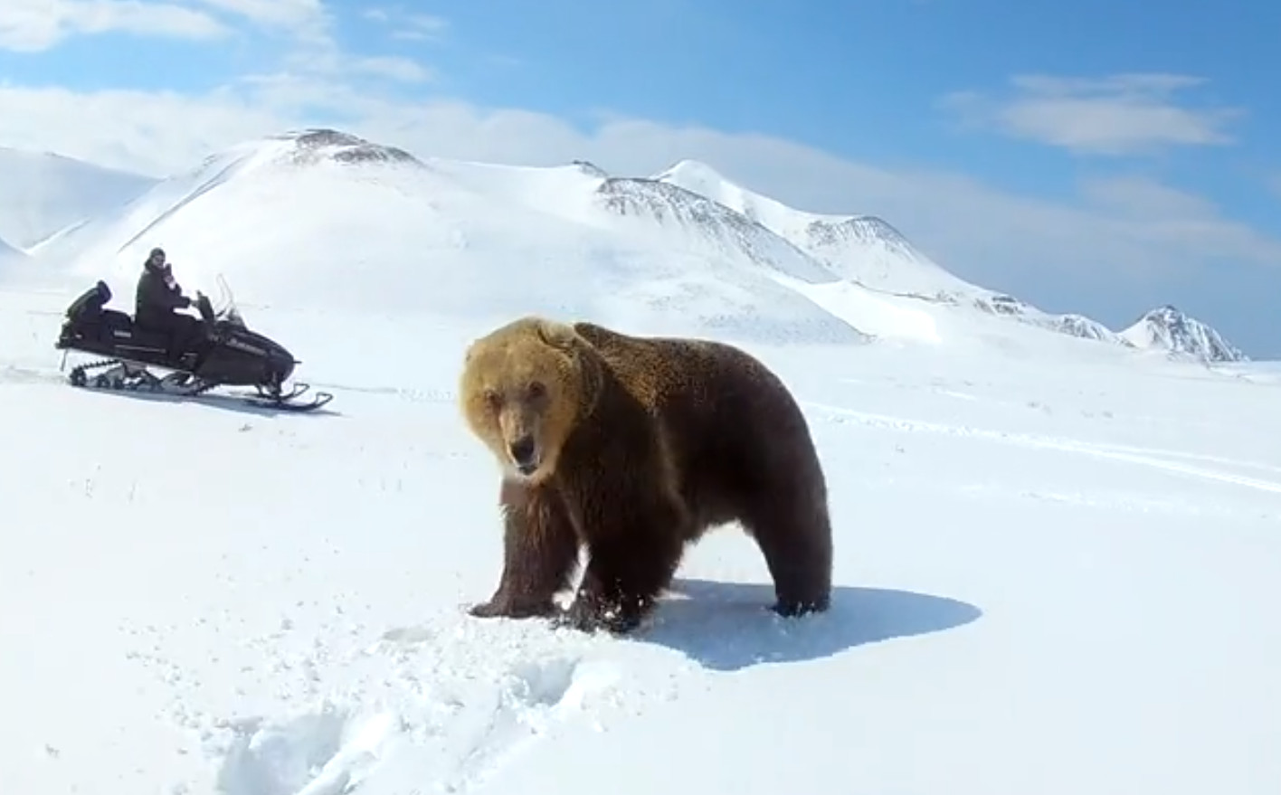 Медведь на снегоходе